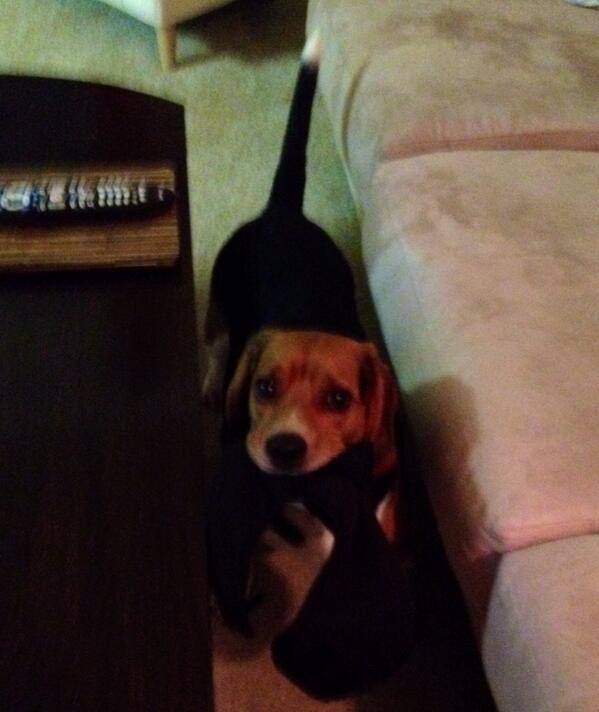 M&amp;D are going to the Nationals game and I'm headed to the Hound Playground 😍 Happy Sunday!