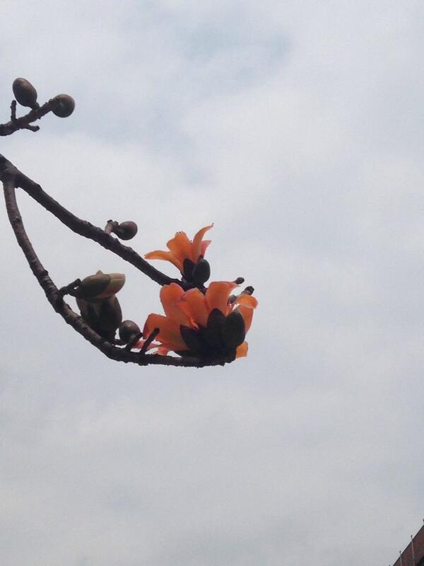 fywang tweet picture