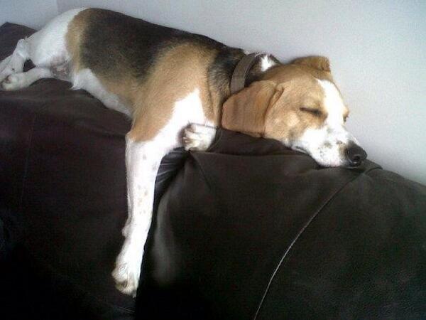 Love a lazy Sunday......