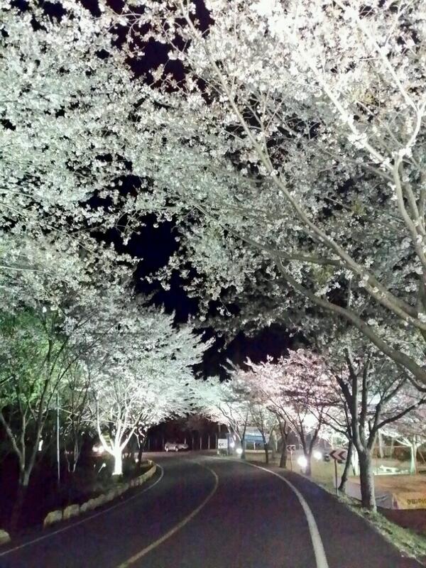전라남도 강진군 금곡사 벚꽃길입니다^^*
전라도는 이번주말이 절정이였네요ㅎㅎ
해년마다 오는데 야경 벚꽃은 처음보네요
불빛에 비치는 벚꽃이 제마음을 사르르
녹이네요~^^*