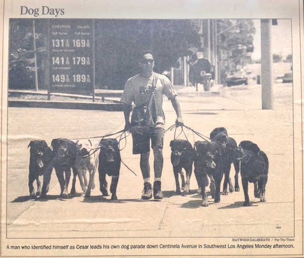 Hot cesar millan rottweiler Outlet