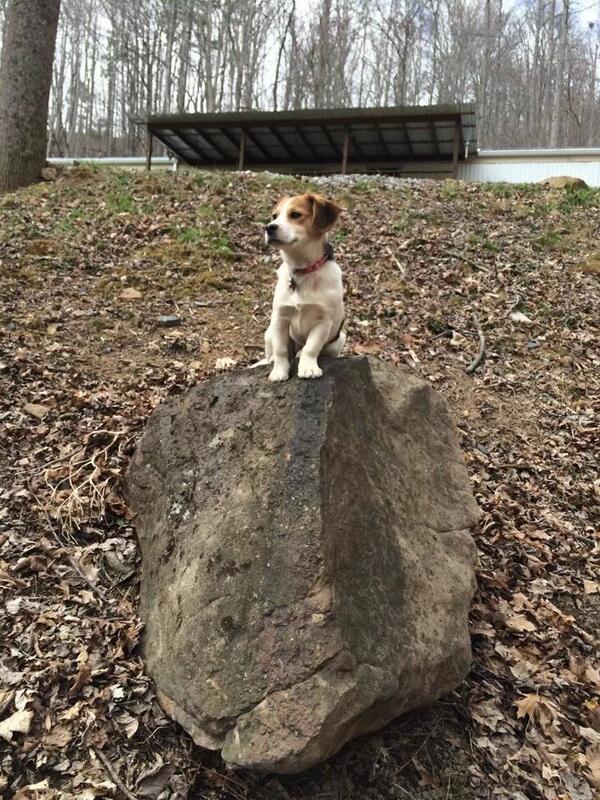 corebug3's tweet image. Lion king