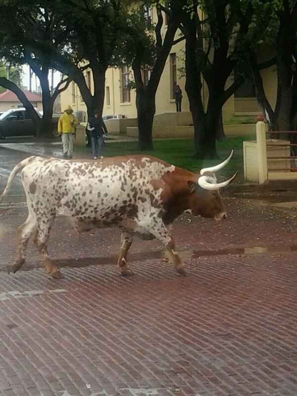 ScotSimco's tweet image. At the stoclyards