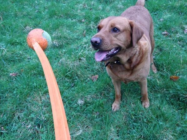 Petra_HM's tweet image. Meanwhile..... #deepconcentration