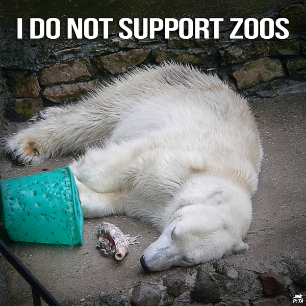 peta's tweet photo. NO ANIMAL deserves to suffer a life of LONELINESS &amp; NEGLECT for our entertainment.

RT if you #BoycottTheZoo! http://t.co/aqzmcYnDEz
