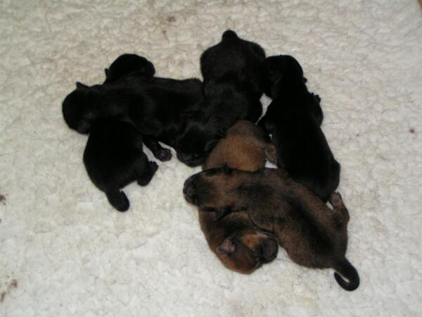 lindsaytjuuh's tweet image. I&apos;m a very proud mummie :D can&apos;t wait to see them #mychowchow #veryhappy