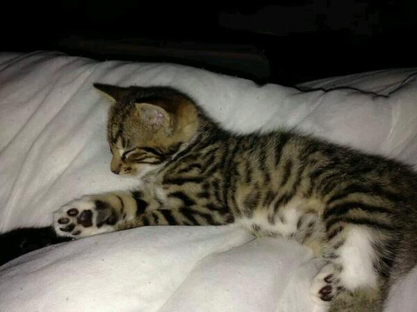 IanSixsmith89's tweet photo. Lost cat, 6-7 months old with a blue collar on with 2 bells, lost in south elmsall area, wakefielfd wf9,@PetsLocated http://t.co/gtIfWy8hxQ