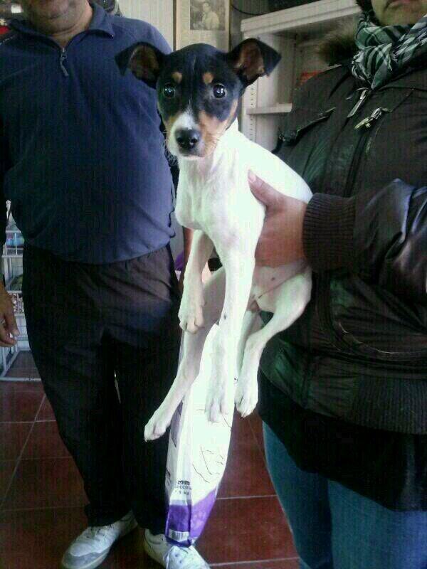 VBorasteros's tweet photo. @vanesamartin_ Por favor difunde ,perrita 4 meses perrera Malaga,14 cuenta.atras sacrificio,gracias http://t.co/Ipw2xbW4EP