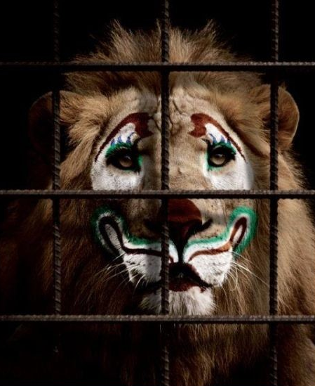 _Paisajes_'s tweet photo. Panamá se convierte en el primer país en prohibir el circo con animales, ¡VIVA! http://t.co/6Xw5FY2BVy