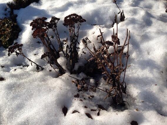 The tundra is melting!