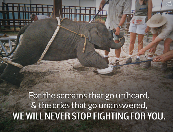 peta's tweet photo. Every day 100s of animals are tortured in the most PAINFUL spectacle in the world. RT if u #BoycottTheCircus! http://t.co/Xkb6bZe96o
