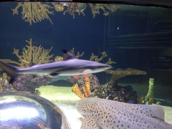 Plummsauce's tweet photo. @TheBratster meet mr black tip #Sharkweek http://t.co/DjqwbhQffQ