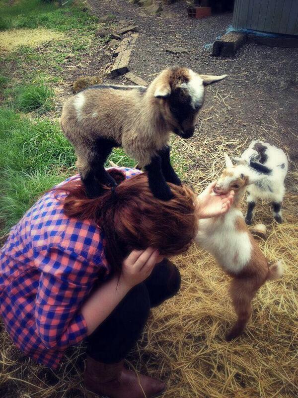 ItsAnimalPix's tweet image. Baby goats are taking over.
