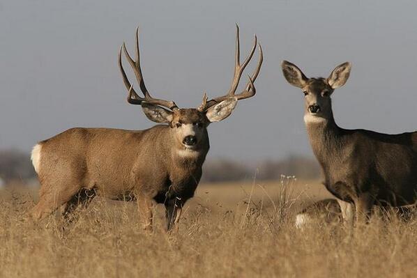 MuleyFreak's tweet photo. What happens when you "RT" this? http://t.co/zFUVG41qBB