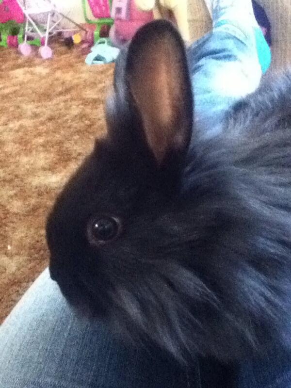 Sebthebunny's tweet photo. @snownmom I'm fluffyz all overz!! :D I love being fluffyz!! http://t.co/e31lzshzrN