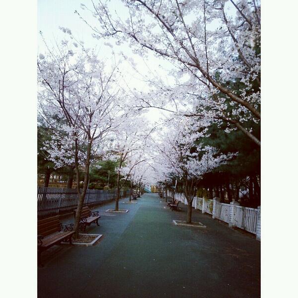 집 앞에 벚꽃!!!!! :) 
이번엔 벚꽃 제대로 못봤다ㅠㅠ 벌써 진다니 ╯▂╰