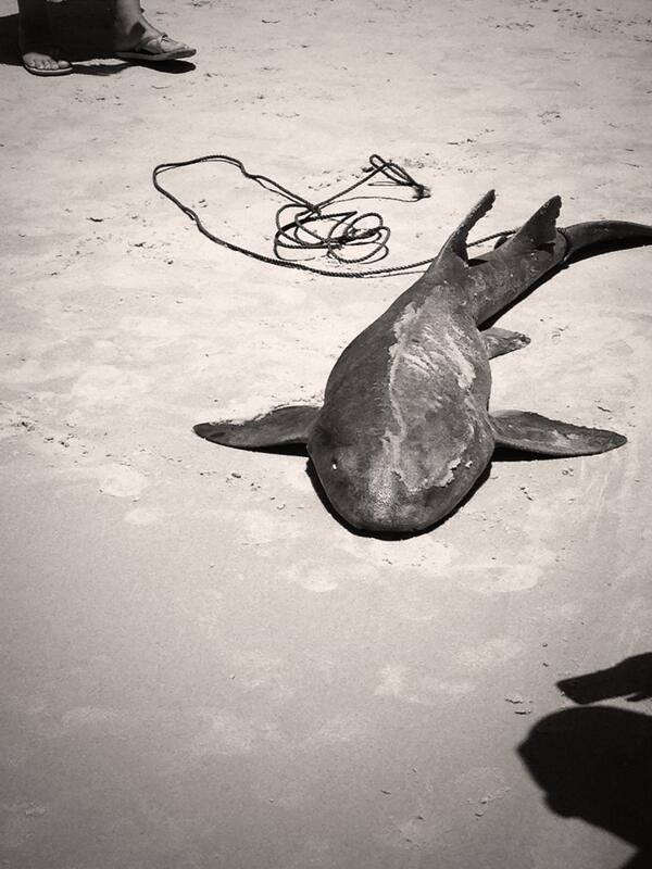 MetaPlat's tweet image. Deze haalden ze binnen vanmiddag.. Durf niet meer te zwemmen