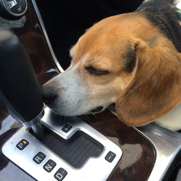 P is for PARK all tuckered out after a fun day at my special place #PARK