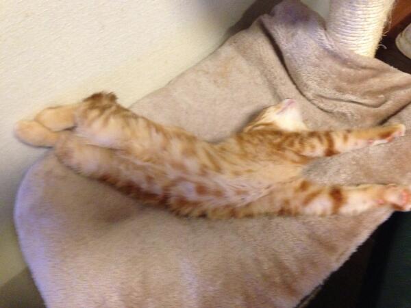 mafutarin's tweet photo. 猫のふなつしー http://t.co/JBwj9hQplV