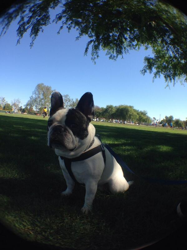 trevortheking's tweet image. Bob at the park today #frenchbulldog #frenchieproblems #frenchie