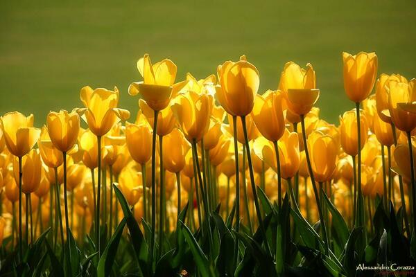Gabriele Corno tweet media