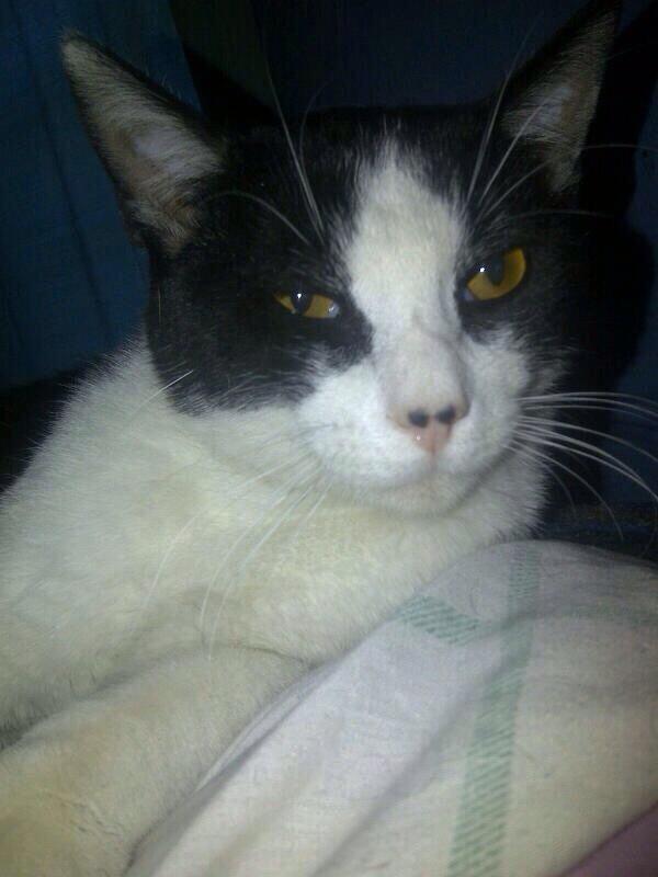 CelesteSM's tweet photo. Gatitos en adopción!! Esterilizados y Desparasitados!! :) @ http://t.co/9cBSWYhXyR