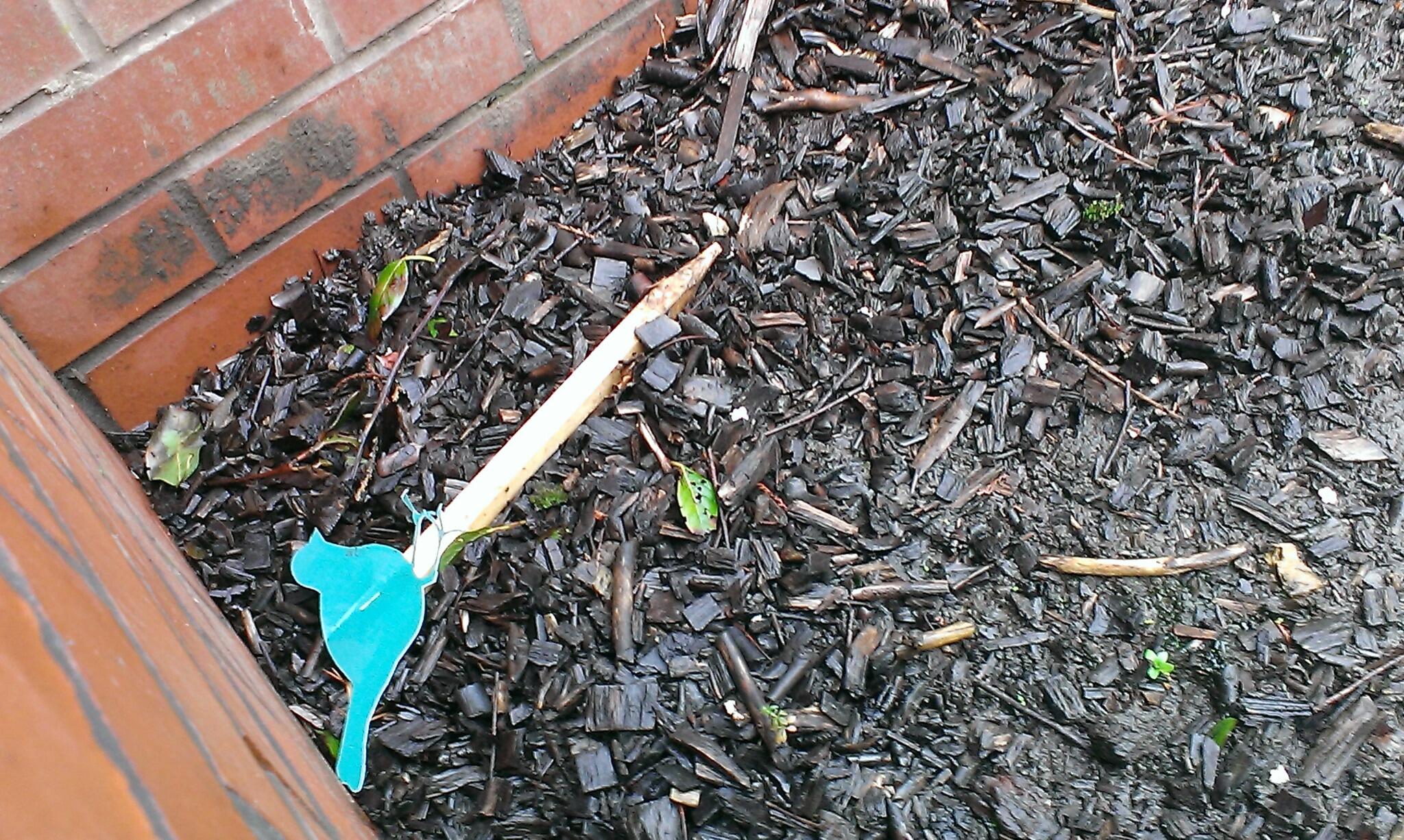 evans cycles deansgate