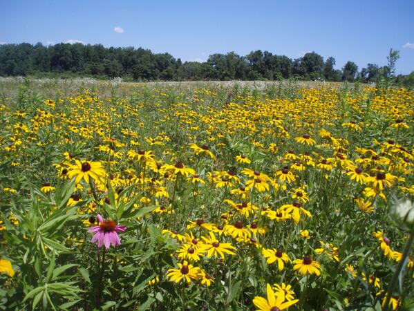 forestservice's tweet photo. April showers bring May flowers! http://t.co/MDz5HFbsSG