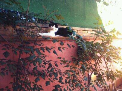 5Lakris's tweet photo. Que bien vive mi gato :) http://t.co/PQR9iCXUWI
