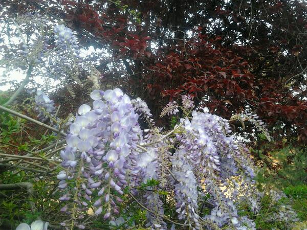 Serenam89's tweet photo. #glicini #beautiful #nature http://t.co/0BOHqgZOgM