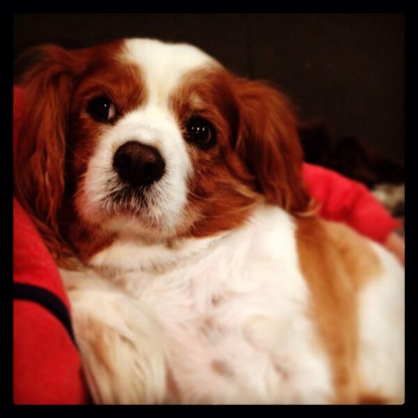 cindyrella72's tweet image. Puppy love is all a girl needs #makeseverything better