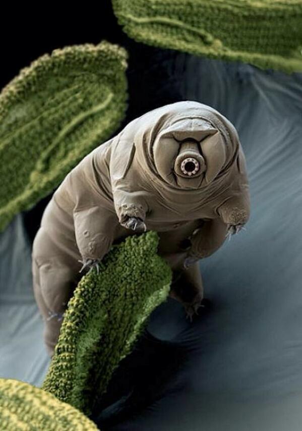 nazo_world1's tweet photo. 【クマムシの謎】
この地球上で最もタフな生物と言われており、2008年には宇宙旅行から無事生還したことでも知られている。
ありとあらゆる環境に生息し、水がなくても120年は生き
地球滅亡後の生存確率ナンバーワン http://t.co/zhVkVgHMD4
