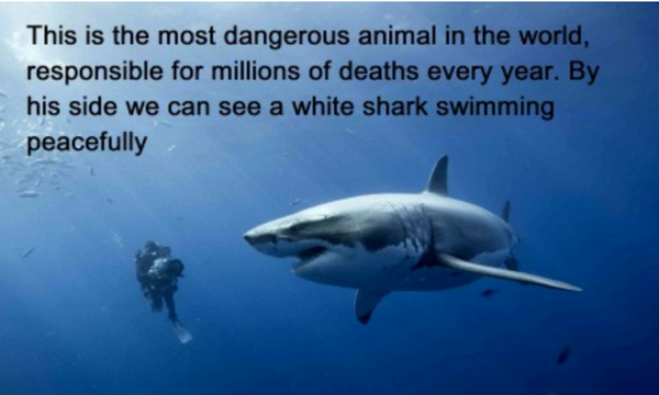 White Shark Safaris (@sawhiteshark) on Twitter photo 