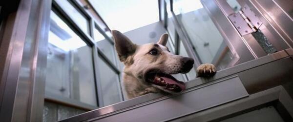 dodo's tweet photo. Eight more Sochi dogs are ready for new homes in Washington, D.C. http://t.co/ks8iGoZgNS #SochiStrays http://t.co/pCBwIL7Ft4