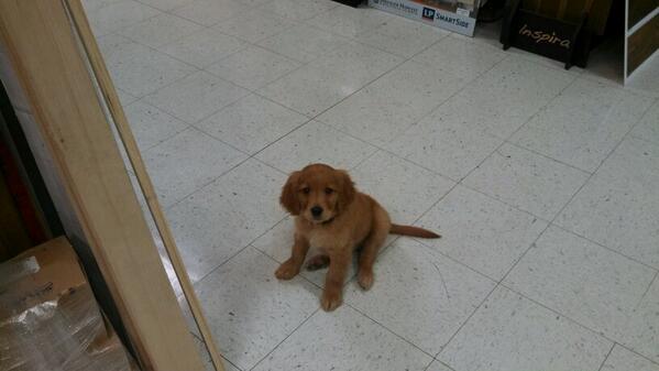 Come on in and meet our new greeter,Sam.