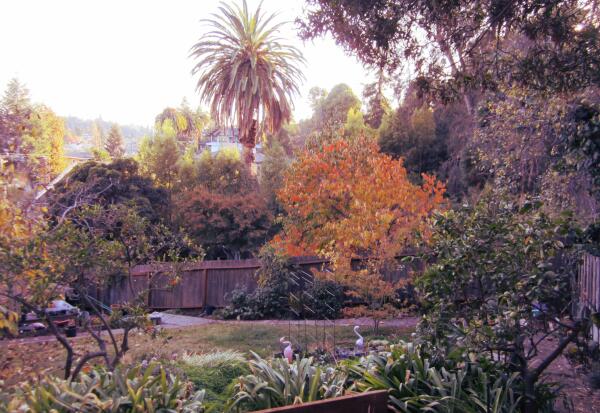 ClaraBellino's tweet image. The Joy of Spring, welcome to my lovely garden! #SunshineMonday #JoyofSpring #Gardening