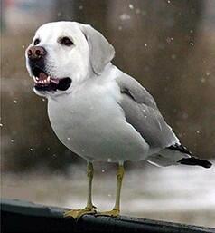 Animixte tweet picture