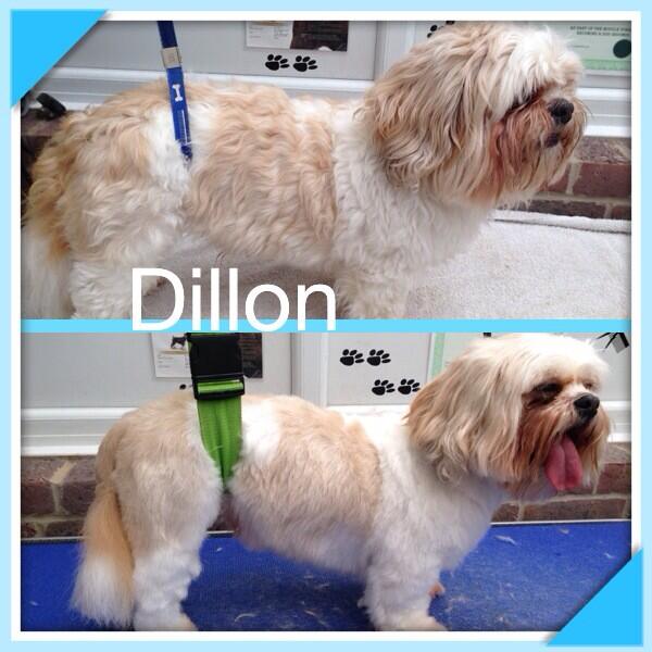 Woofy_tails's tweet photo. Dillon the Lhasa Apso 🐶🐾 http://t.co/ux2uBsEGGp