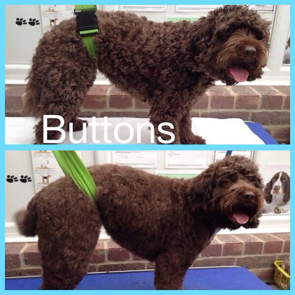 Woofy_tails's tweet photo. Buttons the Cavapoo 🐶🐾 http://t.co/4ZvJKSPCMB