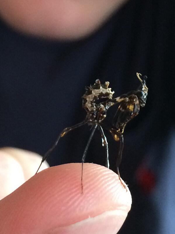 Idolomantis Diabolica. This is a baby giant devil's flower mantis