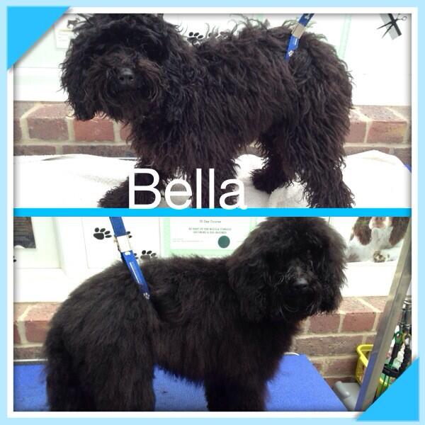 Woofy_tails's tweet photo. Bella the Toy Poodle 🐶🐾 http://t.co/Uah1X5Q6a0