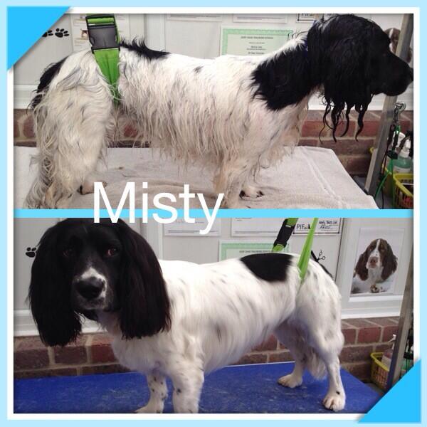 Woofy_tails's tweet photo. Misty the Springer Spaniel 🐶🐾 http://t.co/x1K4w19ncb