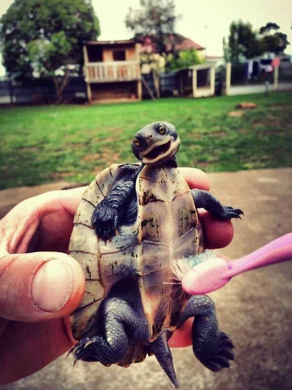 Tickling a Turtle