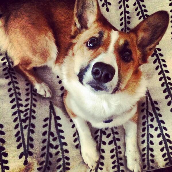 Hank (or his mummy) couldn't be more excited about his new <a href="/SisterParishCo/">Sister Parish Design</a> bed