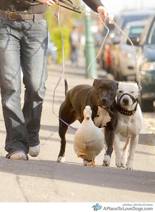 PetParentsTV's tweet photo. Essy, the duck, gets walked by her owner Steph. http://t.co/fnglNtWo9D