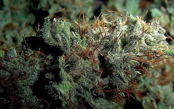 HIGH_TIMES_Mag's tweet photo. Problem: Nerve Damage | #StrainSolution: Romulan : http://t.co/3P2INkyFz1 #PlantsVsZombies #MedicalMarijuana http://t.co/QRi1oElLv0