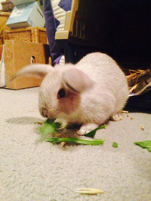 Bresims's tweet photo. Someone bought a bunny! http://t.co/Gdv1DAoKo9