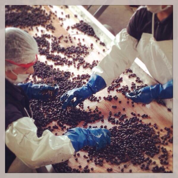 Ya empezó la cosecha 2014 en @fincalaluz ! #wine #ValleDeUco #UcoValley #Mendoza #CallejonDelCrimen