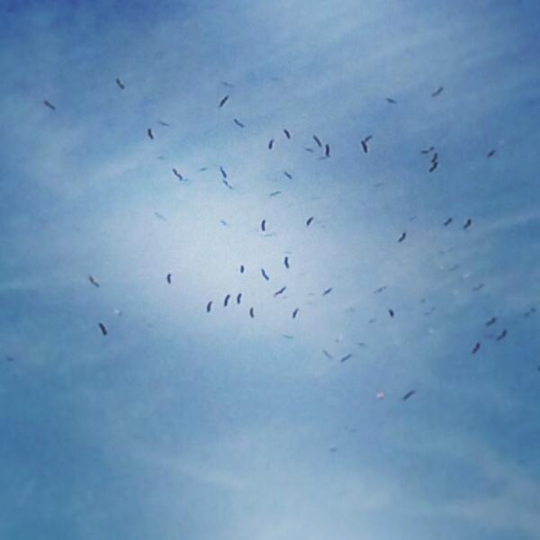 nicoledangoor's tweet photo. A sneak peak #birdmigration #israel http://t.co/zDuW714pWQ