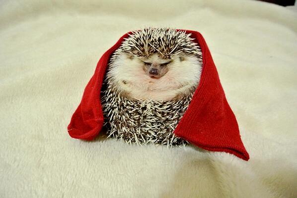 #Marutaro le petit hérisson (<a href="/hedgehogdays/">ハリネズミ★まるたろう</a>), star du Web 
lexpansion.lexpress.fr/high-tech/maru… + dédicace <a href="/C_Barbier/">Christophe Barbier</a>